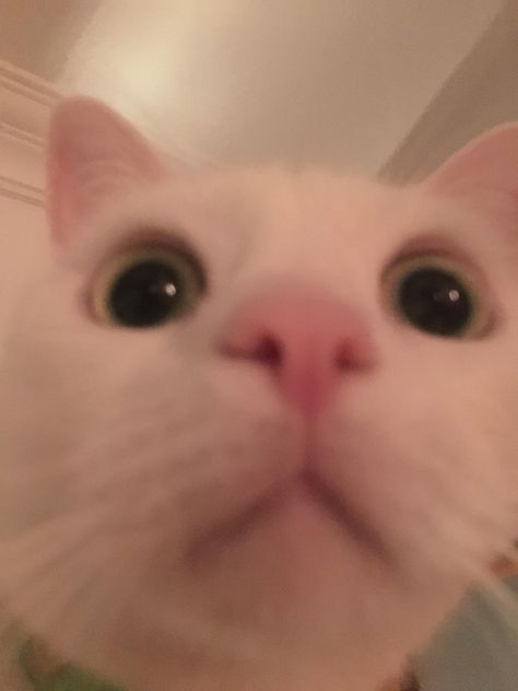 what i look like when my phones front camera opens Cats Really Close To The Camera, Cat Looking Up At Camera, Cat Close Up To Camera, Phone Cat Wallpaper, Cat Close To Camera, Cat Looking At Camera, Phone Wallpaper Funny, Cat Camera, Camera Wallpaper