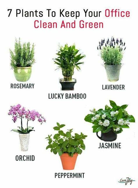 #houseplants #indoorplants Best Plants For Bedroom, Household Plants, Plant Care Houseplant, Inside Plants, Growing Plants Indoors, Best Indoor Plants, Bedroom Plants, Office Plants, House Plants Decor