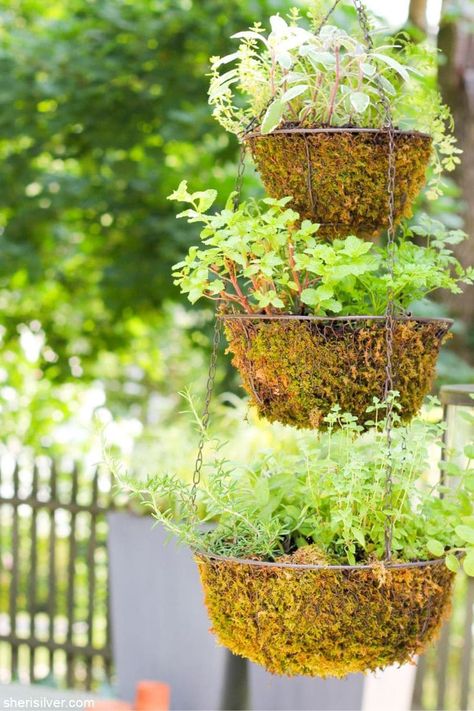 hanging herb garden | Sheri Silver - living a well-tended life... at any age Hanging Herb Gardens, Garden Baskets, Vertical Herb Gardens, Herb Life, Hanging Herb Garden, Hanging Herbs, Vertical Herb Garden, Herb Planters, Tiny Space