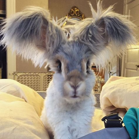 haircut-rabbit-angora-wally-13 English Angora Rabbit, Angora Bunny, English Angora, Fluffy Bunny, Angora Rabbit, Funny Bunnies, Baby Bunnies, Cute Creatures