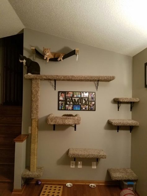 My husband's awesome creation of a cat wall! Wall Mounted Cat Bed Diy, Cat Corner Shelves, Cat Beds On Wall, Cat Diy Wall Projects, Cat Shelves In Bedroom, Cat Shelves Diy Climbing Wall Bedroom, Wall For Cats Diy Projects, Wall Cat Tree Ideas, Cat Run On Wall