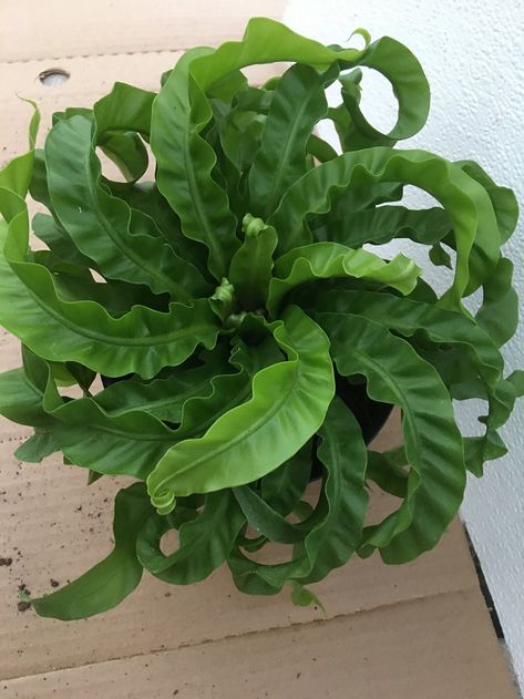 Bird's Nest Fern "Hurricane has large, wavy, green leaves coming out of a central rosette Cool Looking Plants, Riparium Plants, Unique House Plants, Modern Cottages, Birds Nest Fern, Frog Terrarium, Bird's Nest Fern, Ferns Garden, Plant Party