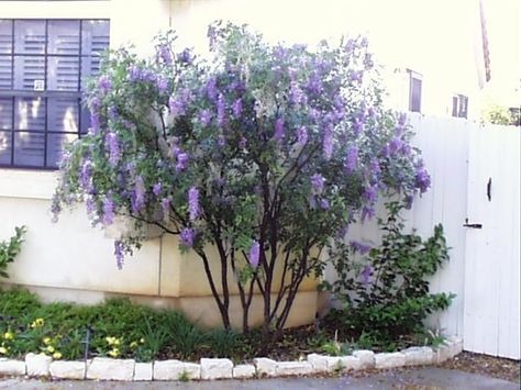 Drought tolerant ideas for landscape in Texas on Pinterest ... Texas Mountain Laurel, Texas Landscaping, Patio Trees, Florida Gardening, Drought Tolerant Landscape, Rock Garden Design, Mountain Laurel, Front Yards, Yard Design