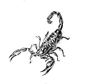 Scorpio Stick And Poke Tattoo, Scorpion Art, Scorpion Tattoo Elbow, Goth Scorpion Tattoo, Scorpion Tattoo, Stick N Poke Tattoo, Trash Polka Tattoo, Lily Tattoo, Trash Polka