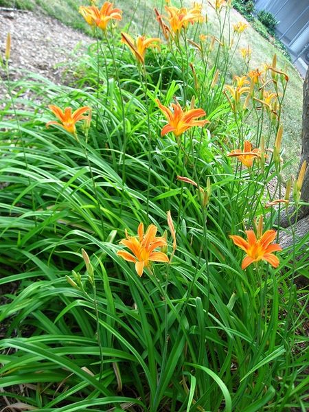 Curb Appeal Landscape, Daylily Garden, Flower Close Up, Day Lilies, Plant Problems, Patio Plants, Invasive Species, Edible Plants, Daylilies