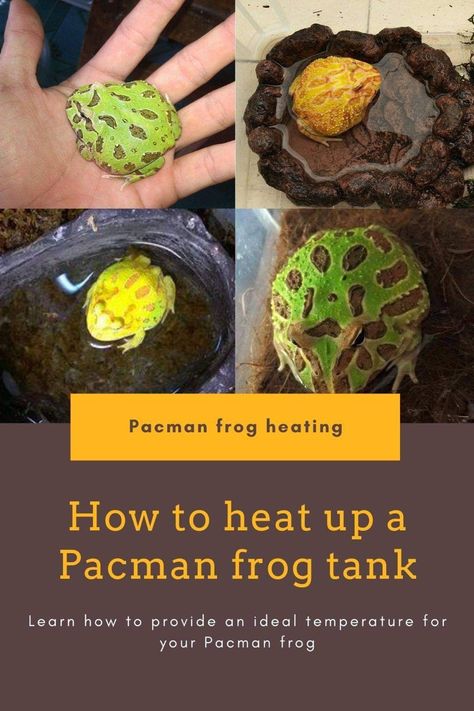 How to heat up a pacman frog terrarium. #pacmanfrog Pacman Frog Care, Pac Man Frog Terrarium, Pacman Frog Terrarium, Frog Terrarium Ideas, Frog Aquarium, Pac Man Frog, Frog Enclosure, Pet Frog, Frog Terrarium