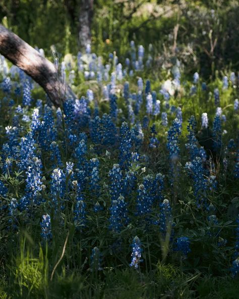 Bluebonnets in full bloom are truly a sight to behold, aren’t they? 😍 Make sure to follow @chaseprettyplaces for more content like this. DM to collaborate. 🤝 . . #Texas #bluebonnets #springtime #wildflowers #springintexas #nature #photography #getoutdoors #visitTexas #beautifuldestinations Blue Bonnet Aesthetic, Visit Texas, Texas Bluebonnets, Camping Coffee, Get Outdoors, Blue Bonnets, In Full Bloom, Love Flowers, Beautiful Destinations