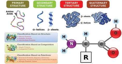 Biological Molecules Notes, Biology Notes Macromolecules, A Level Biology Notes Biological Molecules, Organic Molecules Biology, Biochemistry Amino Acids, Nucleophilic Substitution, Peptide Bond, Blood Plasma, Organic Molecules