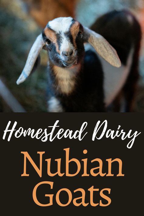 Nubian Goats Raising, Nubian Dairy Goats, Biblical Cooking, Mini Nubian Goats, Dairy Goat Breeds, Milking Goats, Goat Ideas, Nubian Goats, Goat Breeds