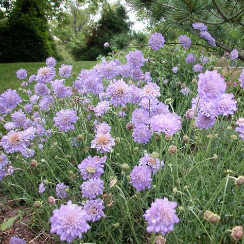 Pincushion Flower, Wild Orchids, Butterfly Blue, Sun Perennials, Coastal Gardens, Cut Flower Garden, Pollinator Garden, Late Spring, Traditional Garden