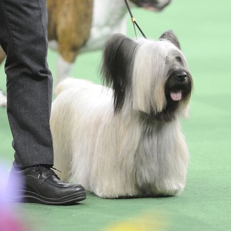 Skye Terrier: Long-Haired Dogs That Make For A Super Shaggy Best Friend Dog Long Hair, Dog Types, Patterdale Terrier, Dogs Stuff, Manchester Terrier, Skye Terrier, Long Haired Dogs, Animal Reference, Tibetan Terrier