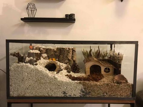 Hamster Fish Tank Cage, Fish Tank Hamster Cage Ideas, Hamster Cage Ideas Tanks, Syrian Hamster Cage Setup, Gerbil Cage Ideas, Hamster Cage Ideas Aesthetic, Hamster Enclosure Ideas, Gerbil Habitat, Syrian Hamster Cages