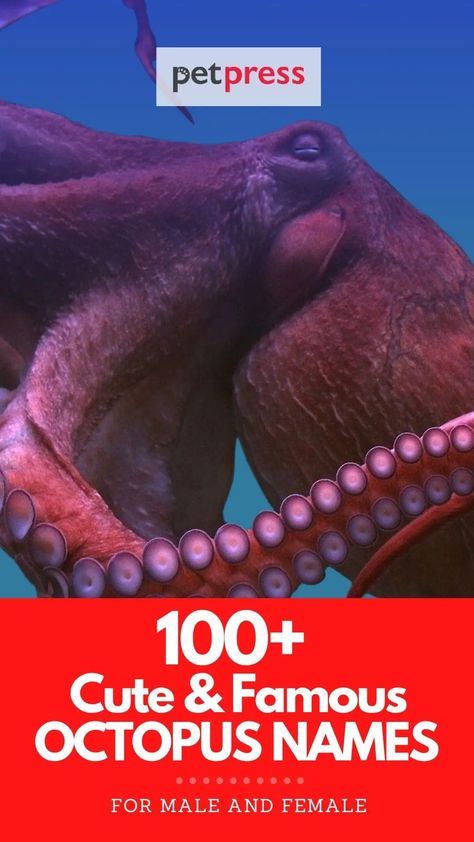 Did you know that there are a few famous octopus names from movies and cartoons? Check out our list with cute octopus names too! Octopus Names, Gollum Smeagol, Octopus Plush, Baby Octopus, Cute Octopus, Toy Story 3, Cute Names, Sea Creatures, Octopus