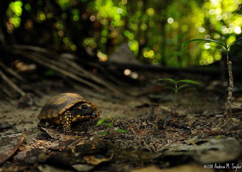 Juvenile Yellow-footed tortoise (Chelonoidis denticulata) from Iwokrama, Guyana by Andrew Snyder Leaf Litter, French Guiana, Turtles, Tortoise, Mood Board, Yellow, Animals, Nature