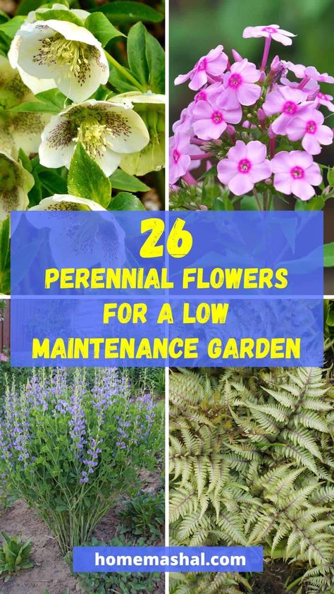 26 Perennial Flowers for a Low-Maintenance Garden Low Maintenance Perennials, Perennial Bushes, Perennial Flowers, Tough Cookie, Bee Balm, Low Maintenance Garden, Hardy Perennials, Garden Care, Daylilies