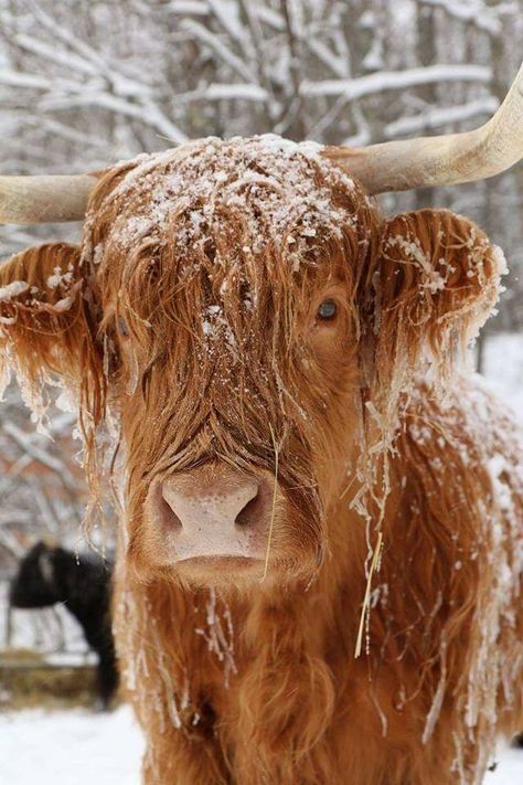 Highland Coo, Scottish Cow, Highland Cow Art, Scottish Highland Cow, Fluffy Cows, Cow Pictures, Highland Cows, Highland Cattle, Animal Magic