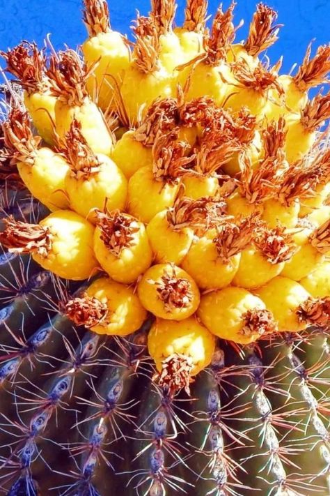 Barrel Cactus Fruit Recipe and Nutrition Cactus Recipe, Cactus Fruit, Fruit Recipe, Barrel Cactus, North And South America, North And South, A Fruit, Prickly Pear, Fruit Recipes