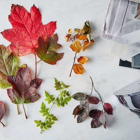 How to Preserve Fall Leaves How To Preserve Leaves, Autumn Leaves Craft, Pressed Leaves, Leaf Crafts, Fall Projects, Dry Leaf, Nature Crafts, Fall Diy, Leaf Art