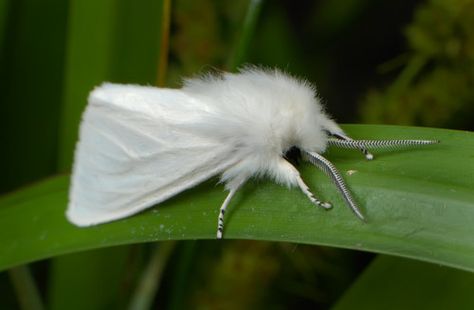 Virginia Tiger Moth Formerly a yellow woolly bear caterpillar Moth Photos, Chinese Moon Moth, Arge Tiger Moth, Small Emperor Moth, Gorgeous Butterflies, Wooly Bear Caterpillar, Ruby Tiger Moth, Exotic Butterflies, Poodle Moth