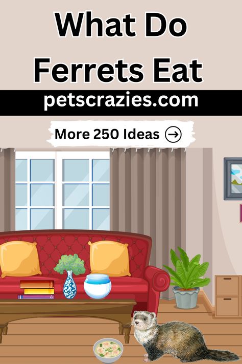 What Do Ferrets Eat, Ferret Treats, Ferret Diet, Ferrets Care, Perfect Diet, Happy And Healthy, Tasty Treats, Target Audience, Explore The World