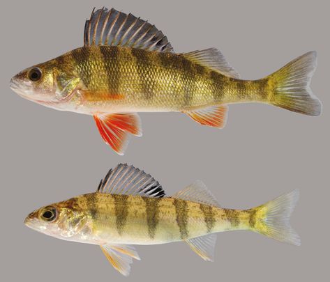 Good Fish, Perch Fish, Yellow Perch, Freshwater Fish Photography, Yellow Perch Fish, Pygmy Sunfish, Fish Sides, Asian Sheepshead Fish, Weird Fishes Arpeggi