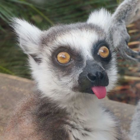 Lemur Conservation Network’s Instagram post: “#TongueOutTuesday⠀ ⠀ [Image Description: a close up of a ring-tailed lemur with its tongue out.] ⠀ 📷: KKPCW, Creative Commons Attribution-…” Wildlife Biologist, Animal Antics, January 3, Image Description, Snow Leopard, Some Funny Jokes, Primates, Creative Commons, Close Up Photos