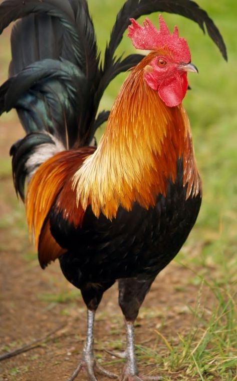 Rooster Aesthetic, Beautiful Chickens, Pet Chickens, Flocking, Flamingo, Rooster, Birds, Chicken, Animals