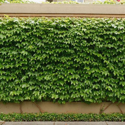 Hydrangea Climbing, Boston Ivy Wall, Ivy Fence, Parthenocissus Tricuspidata, Gardenia Jasminoides, Boston Ivy, Hydrangea Petiolaris, Ficus Pumila, Ivy Wall