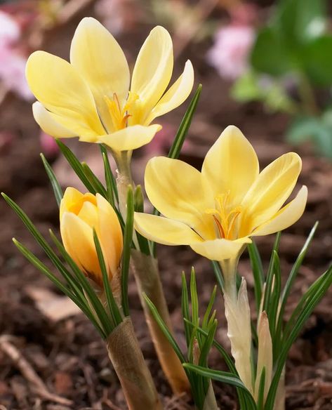 Crocus Bulbs — Buy online at Farmer Gracy UK Snow Crocus, Yellow Crocus, Crocus Bulbs, Crocus Flower, Fall Bulbs, Spring Bulbs, Bulb Flowers, Planting Bulbs, Nature Landscape