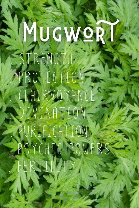 Mugwort Witchcraft Uses, St John Wort Magical Properties, Benefits Of Mugwort, Mugwort Magical Properties, Mugwort Smudge, Witch Herbs, Magickal Herbs, Shamanic Healing, Psychic Powers