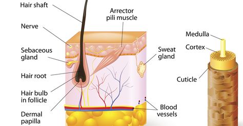 Hair Anatomy, Cosmetology Instructor, Structure Of Hair, Hair Theory, Hair Study, Dry Flaky Scalp, Hair Chart, Anatomy Design, Skin Anatomy