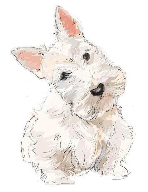 Silky Terrier Drawing, Westie Watercolor, Westie Cartoon Drawing, Westie Watercolor Painting, Sketching Scottie, Scottie Dog Drawing, White Schnauzer, Schnauzer Art, Scottie Terrier