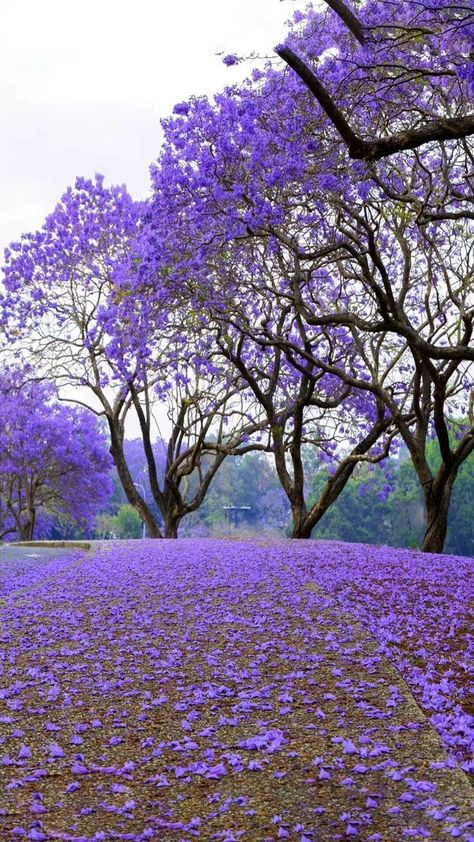 University Of Peradeniya, Rani Pari, Coastal Plants, Jacaranda Tree, Photoshop Backgrounds Backdrops, Street Trees, Purple Trees, Elegant Beauty, Most Beautiful Gardens