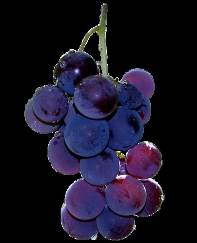 Grapes, Water, White