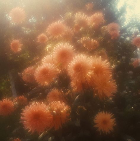 Hufflepuff Aesthetics, Orange Icon, Pocketful Of Sunshine, Orange Icons:), Aesthetic Flower, Nothing But Flowers, Orange Aesthetic, Flower Therapy, Spotify Covers