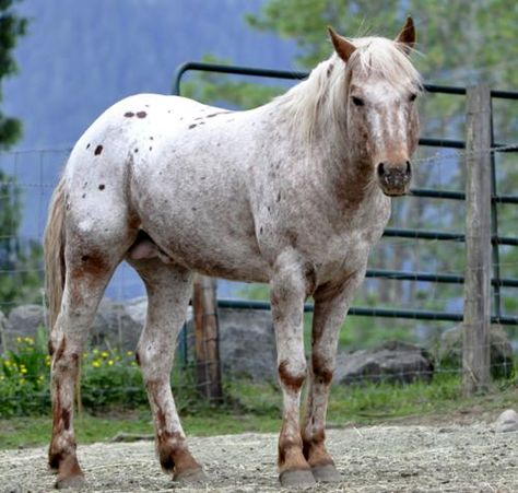 Dakota - red roan appaloosa Roan Appaloosa, Horse Photography Poses, Horse Coat Colors, The Longest Ride, Horse Inspiration, Mustang Horse, American Paint, Therapy Animals, Appaloosa Horses