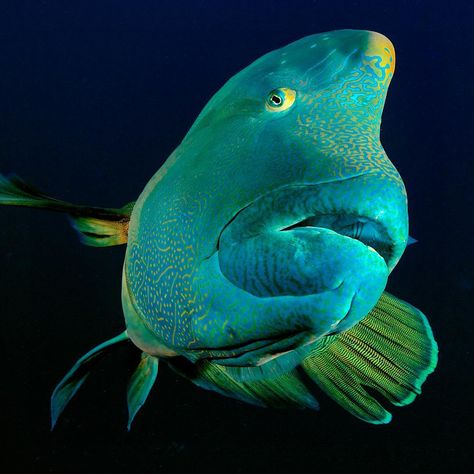 My better side...The Napoleon Wrasse is one of my favorite oddities of the sea. These amazing kaleidoscopic, reef giants are always a… Napoleon Wrasse, Napoleon Fish, Incredible Creatures, Fish Pet, The Sea, I Am Awesome, My Favorite, The Incredibles, Fish