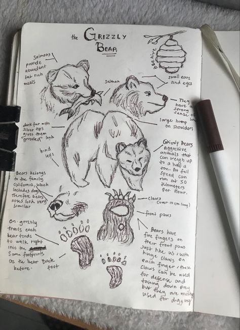 Sketch Book Cottagecore, Natural Study Drawing, Zoology Aesthetic Drawing, Animal Encyclopedia Aesthetic, Animal Study Drawing, Fantasy Field Journal, Animal Journal Ideas, Fantasy Journal Pages Ideas, Zoology Drawings