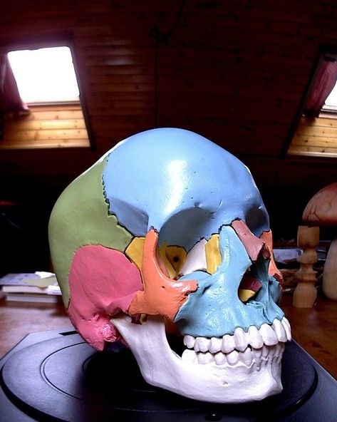 A 3d model of skull from an anatomical model Scanned with the MakerBot Digitizer Desktop 3D Scanner Anatomical Skull, Skull Reference, 3d Scanners, 3d Scanner, Printer Laser, 3d Printing Diy, 3d Printer Projects, Spooky Scary, Anatomy Art