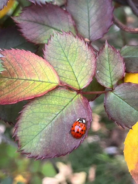 Lady Beetle, Bugs, Quick Saves, Bugs And Insects