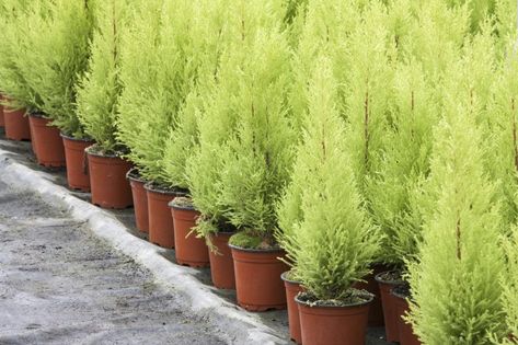 Valuable Tips on How to Care for a Lemon Cypress Tree Lemon Cypress Tree, Cypress Plant, Lemon Cypress, Apartment Gardening, How To Grow Lemon, Screen Plants, Container Garden Design, Garden Inspo, Conifer Trees