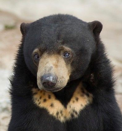 Famous Bears, Malayan Sun Bear, Asiatic Black Bear, Bear Species, Sun Bear, Wallpaper Animals, Wild Bear, American Black Bear, Animals Tattoo