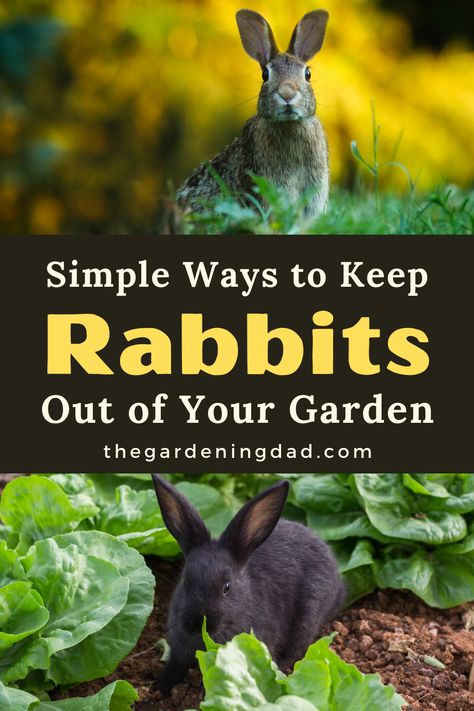 Are rabbits getting into your garden or eating plants? This article will provide 20 Simple Ways to Keep Rabbits Out of Your Garden! #Rabbits #Garden #Gardening Rabbit Deterrent, Rabbit Repellent, Natural Repellent, Adorable Creatures, Thriving Garden, Better Homes And Garden, Container Gardening Vegetables, Garden Pests, Veggie Garden