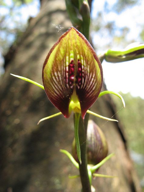 Cryptostylis | Recent Photos The Commons Getty Collection Galleries World Map App ... Lady Slipper Flower, Endangered Plants, Lady Slipper Orchid, Lady Slipper, Exotic Orchids, Green Nursery, Flower Spike, Beautiful Orchids, Orchid Flower