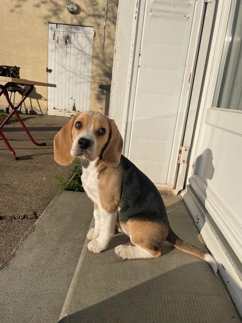 Beagle Puppy Cutest, Beagle Dog Aesthetic, Beagle Aesthetics, Corgi Breeds, Baby Corgi, Socializing Dogs, Cute Corgi Puppy, Funny Corgi, Puppy Funny