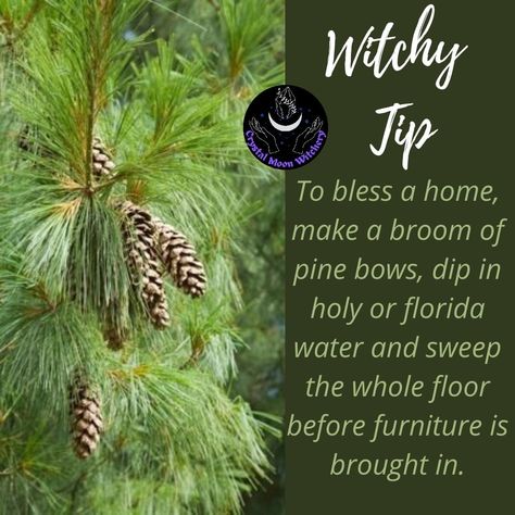 Pine Needle Spiritual Meaning, Pine Needle Witchcraft, Pine Cone Spiritual Meaning, Pine Needles Witchcraft, Magickal Tips, Witchy Ideas, Herb Magic, Green Witchery, Winter Witch