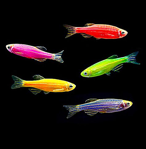 Danio Fish, Community Tanks, Fish Varieties, Fresh Water Fish Tank, Aquascaping, Colorful Fish, Beautiful Ocean, Freshwater Fish, Tropical Fish