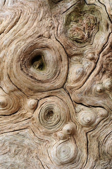 Texture In Nature, Land Texture, Unusual Perspective, Hawke Dragon Age, Nature Patterns, Growth And Decay, Wallpaper Texture, Tree Textures, Natural Structures