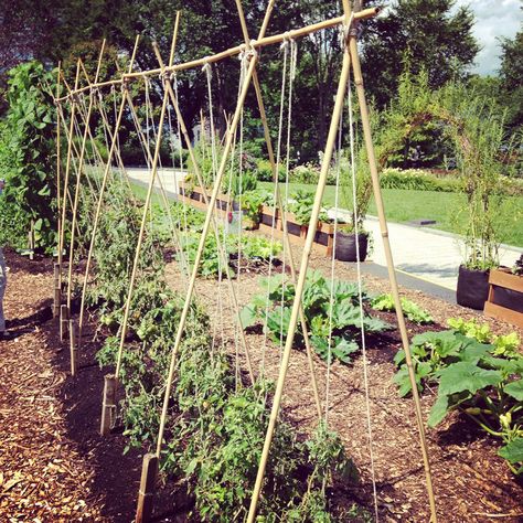 bamboo string trellis, inverted V style Staking Peas, Trellising Tomatoes, Trellis For Tomatoes, Tomato Trellis Ideas, String Trellis, Hawaii People, Bonnie Plants, Bean Trellis, Tomato Support