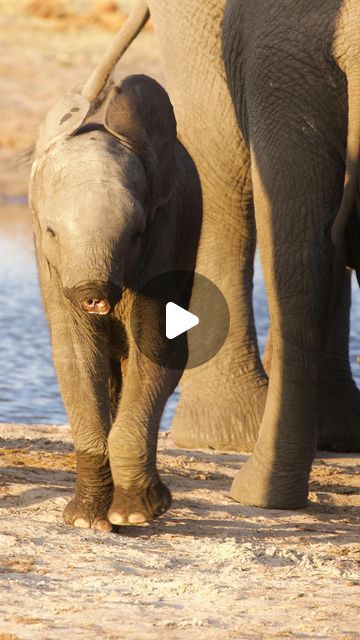 1.2M views · 86K likes | Lucien Beaumont on Instagram: "The elephant who lost its trunk. This little elephant calf is thought to have suffered a horrific attack from lions or hyenas in Zimbabwe’s Hwange National Park. Although it was still doing well being able to nurse from its mother, it is sure to face some serious challenges as it grows!" Baby Elephants Playing, Elephant Calf, Elephants Playing, Elephant Face, Animal Attack, Baby Elephants, African Elephant, Hyena, Affordable Furniture